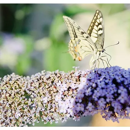 Monte Cologna Çiftlik konaklama *