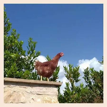 Çiftlik konaklama Monte Cologna *